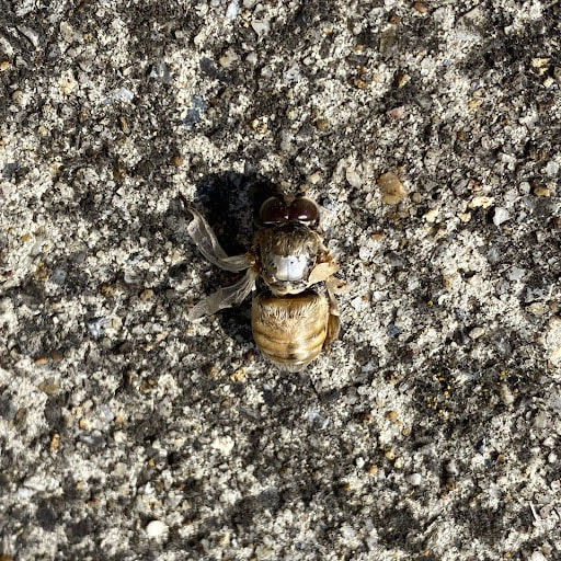 Honey bee drone with badly crumpled wings, and a large bald spot on his back. He is sitting on a rough, black and white surface.