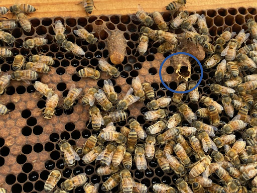 Honey bee frame with many bees on it. Also capped and emerged queen cells.