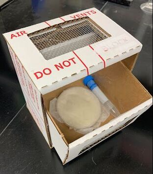Open cardboard box with lid, a side is cut out and replaced with wire mesh. Inside is a 15ml tube with a blue cap and a petri dish of white fondant covered in wax paper